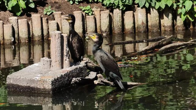 おうちに戻ったらうがいをしよう（鵜飼いをしようではありません）