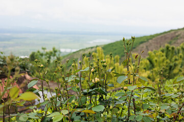 rose buds in spring against the backdrop of the Alazani Valley, Sighnaghi, Georgia