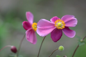 野山にひっそりと咲く