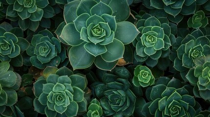 Close-up of succulent plant leaves with a textured surface