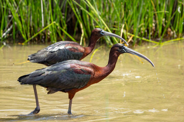 Two glossy ibis hunt for food at Parque Natural S'albufera on the island of Majorca, Spain