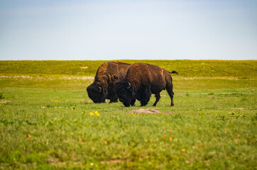 Buffalo in the Black Hills of South Dakota © James Carroll