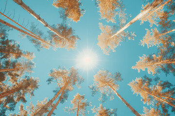 Enchanting Forest Canopy with Sunlight Filtering Through Tall Pine Trees Under a Clear Blue Sky, Captured in a Mesmerizing Upward Angle View Highlighting the Beauty of Nature s Wonders
