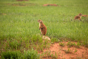 Prairie dog in the Black Hills of South Dakota