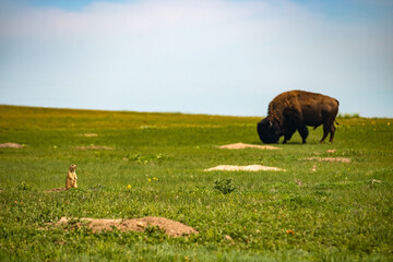 Prairie dog and a buffalo in the Black Hills of South Dakota