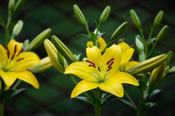 Fototapeta premium Beautiful fresh yellow lilies. Flowers in the park. Beauty in nature. Close up.