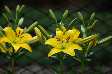 Obraz premium Beautiful fresh yellow lilies. Flowers in the park. Beauty in nature. Close up.