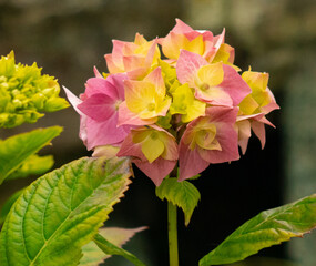 Obraz premium yellow rose in the garden