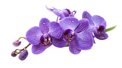Close-up of beautiful purple orchid flowers with dew drops. Perfect for nature, floral, and botanical themes. Ideal for digital and print use.