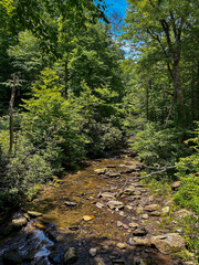 View of a rocky stream deep in a temperate forest