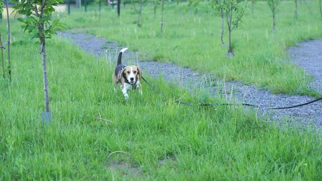 a purebred chocolate-colored beagle dog runs through the grass on a walk in the garden in the evening in summer and spring in slow motion video, the concept of raising pets