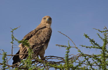 tawny eagle perched on an acacia tree sitting alert and looking at the camera with blue sky in the background in the wild serengeti national park, tanzania