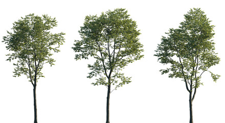 Celtis australis tree frontal set medium and small street isolated png on a transparent background premium cutout (the European nettle tree, Mediterranean hackberry, lote tree, or honeyberry) © Roman