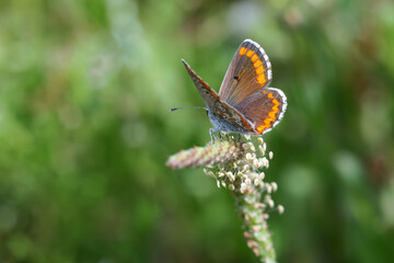 Butterfly in their natural environment.