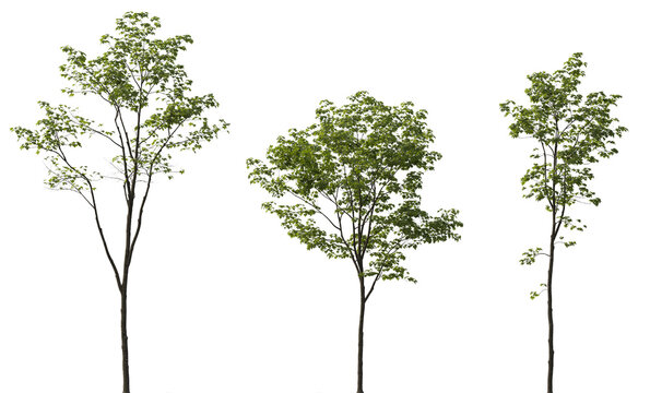Acer pseudoplatanus frontal set trees isolated png in sunny daylight on a transparent background premium cutout (sycamore or sycamore maple)