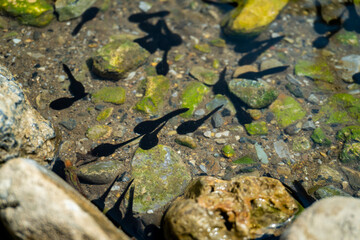 Obraz premium Footage of black tadpoles swimming in freshwater pond in Uttarakhand forests, India. Nature wildlife