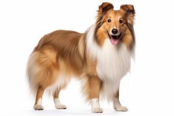 Portrait of a happy shetland sheepdog while standing against white background