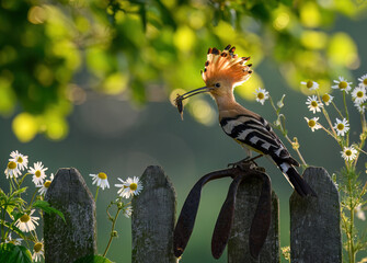 Eurasian hoopoe bird in early morning light ( Upupa epops )