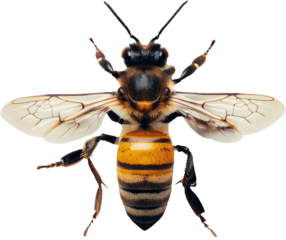 bee clipart isolated on transparent background, png, cut out , di cut