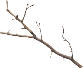 branch clipart isolated on transparent background, png, cut out, di cut