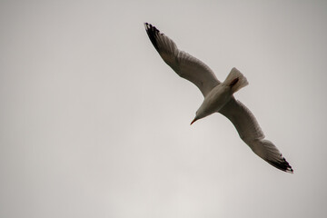 A seagull flies majestically over the Atlantic