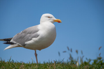 Seagull stands on one leg and looks into the landscape. Perspective from below upwards into the sky