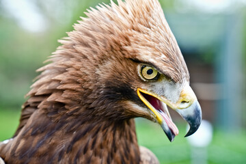 Greifvogel