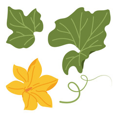 Pumpkin leaf, flower and vines plant. Hand drawn trendy flat style isolated on transparent background. Autumn Harvest, Thanksgiving concept. Vector illustration © Aikaterini