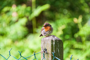 Ein junges zutrauliches Rotkelchen im Garten.