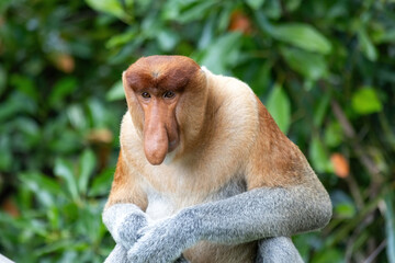 Proboscis Monkey portrait in Borneo rainforest Sandakan Malaysia