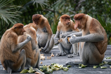 Group of Proboscis Monkeys in Borneo rainforest Sandakan Malaysia
