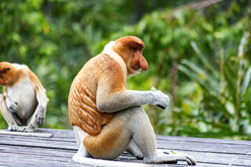 Proboscis Monkey in Borneo rainforest Sandakan Malaysia