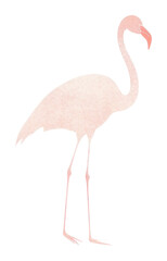 Fototapeta premium PNG Flamingo animal bird wildlife.