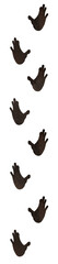 mandrill footprints