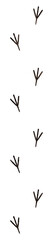 Obraz premium java sparrow footprints
