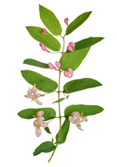 Honeysuckle branch with green leaves and pink flowers on isolated background