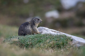marmot in the mountains