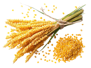 A bunch of millet stalks tied together with twine, with millet seeds scattered around.
