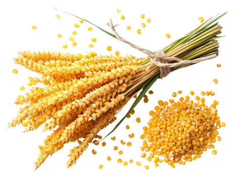 A bunch of millet stalks tied together with twine, with millet seeds scattered around.