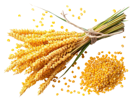 A bunch of millet stalks tied together with twine, with millet seeds scattered around.