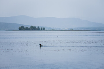 A duck is swimming in a lake. The sky is cloudy and the water is calm. The scene is peaceful and serene. Selective focus.