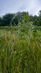 spider web with dew drops