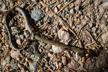 Dead grass snake on gravel ground with red ants on it, Close up photo with selective focus, Sweden