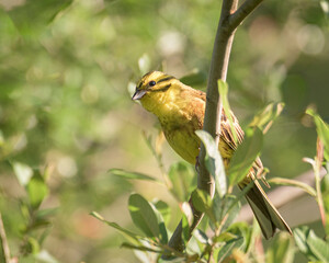 Escribano cerillo, Emberiza citrinella, Yellowhammer, photographed in Bizkaia, is a bird under special protection regime due to its regression throughout Europe