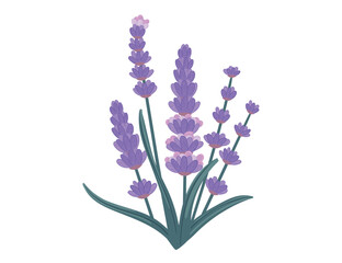 vector illustation of watercolor provance lavender isolate on white background © Alfmaler
