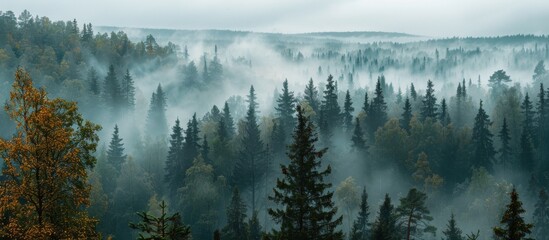 Obraz premium Aerial View of Foggy Forest in Autumn