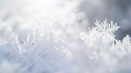 Close-up of fresh snowflakes, soft morning light, intricate crystalline patterns with delicate edges. 