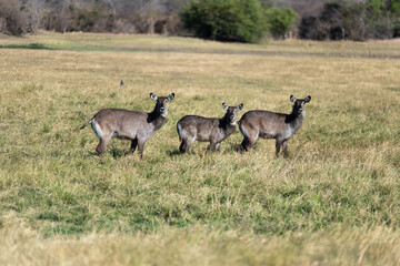 View of Waterbuck in the field