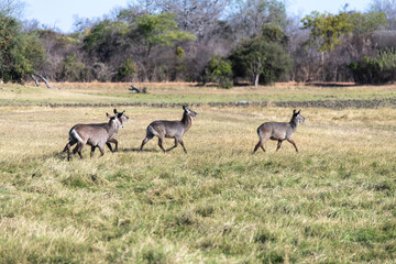 View of Waterbuck in the field