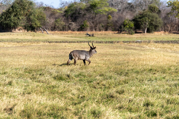 View of Waterbuck in the field